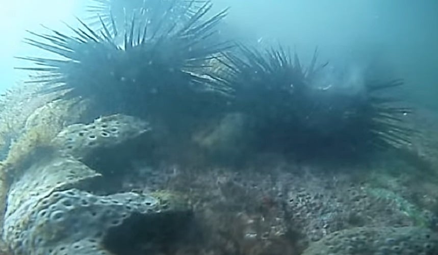 Os ouriços são uma espécie para lá de curiosa, e que pode viver aproximadamente 200 anos de idade. 