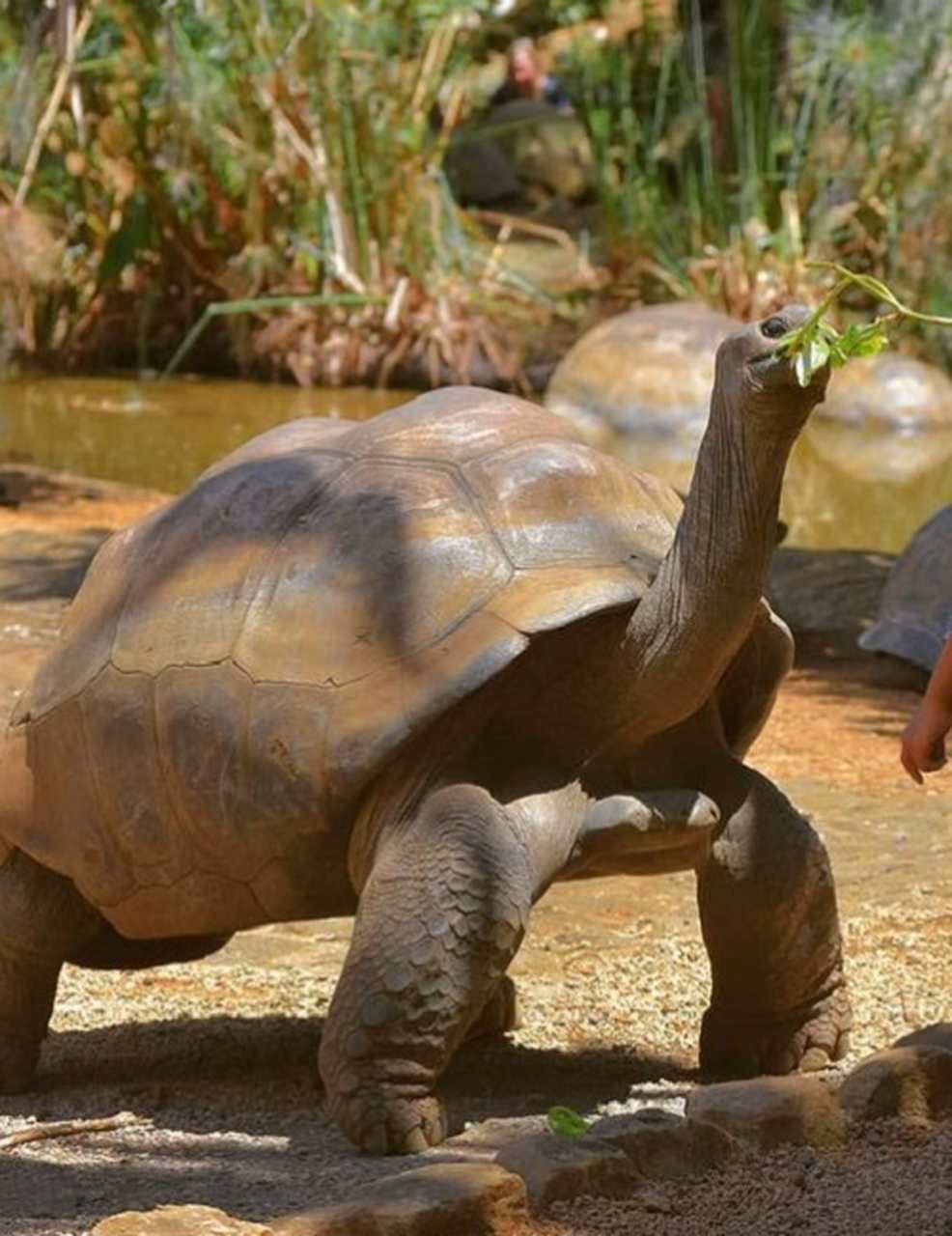 Nome da espécie: Tartaruga-gigante - Difícil você olhar para essa tartaruga e não se impressionar.