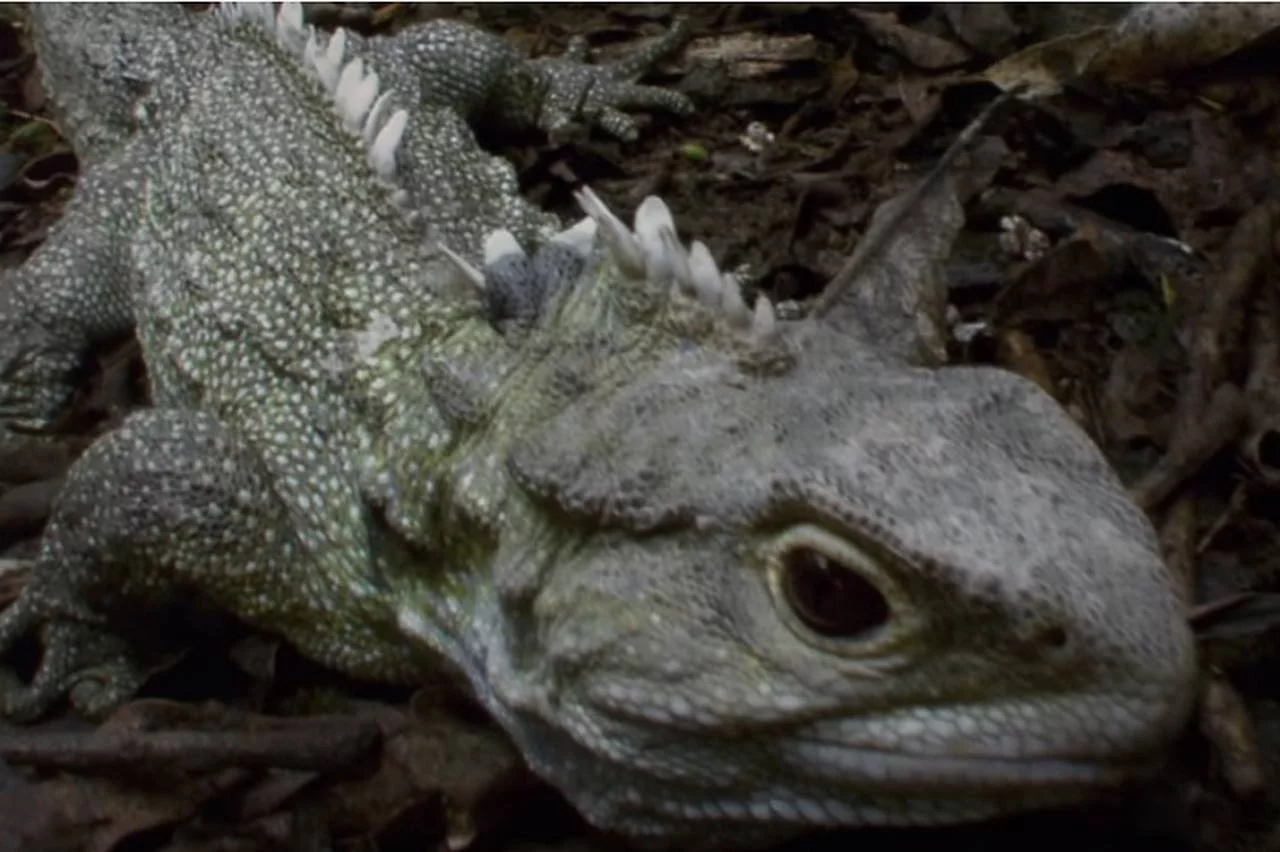 Nome da espécie: Tuatara- Essa espécie habita a Terra há mais de 200 milhões de anos e tem um terceiro olho. 