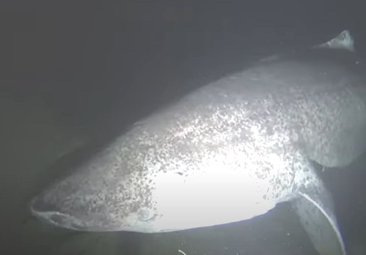 A primeira vez que conseguiram filmar um tubarão-da-Groenlândia em seu ambiente natural foi em 1995. Antes disso, sabia-se muito pouco sobre essa espécie, e as imagens marcaram um grande avanço nos estudos sobre o animal.