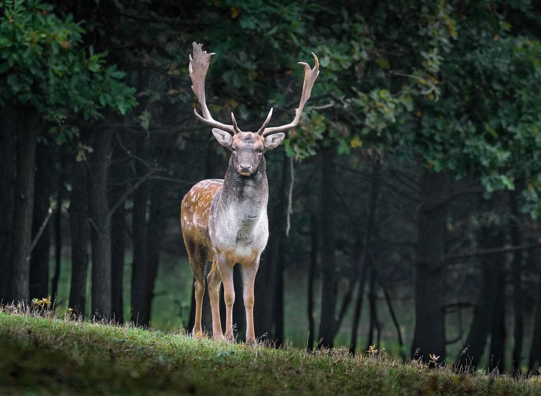Em dezembro de 2023, o Parque Nacional de Yellowstone, nos Estados Unidos, e o Departamento de Pesca e Vida Selvagem de Wyoming confirmaram a presença da doença na região.

