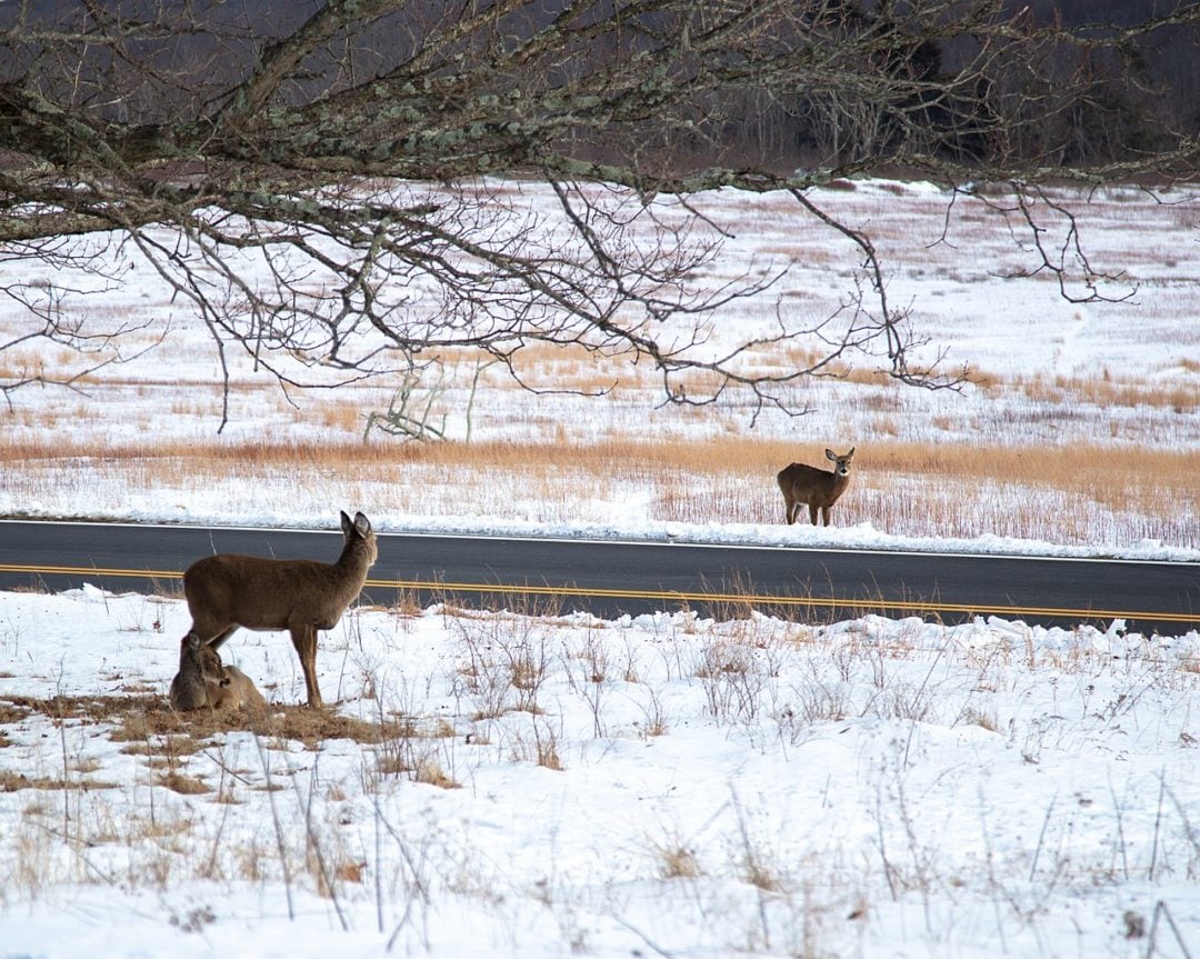 Além disso, as autoridades decidiram fazer um controle mais rigoroso do transporte e da remoção desses animais. 
