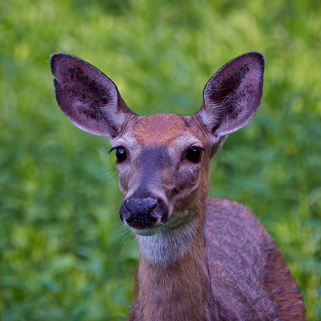 A doença do cervo zumbi pode ser fatal para os cervídeos. Ela afeta o sistema nervoso e o cérebro, levando os animais a agirem de forma letárgica. Alguns chegam a andar tropeçando e babando.
