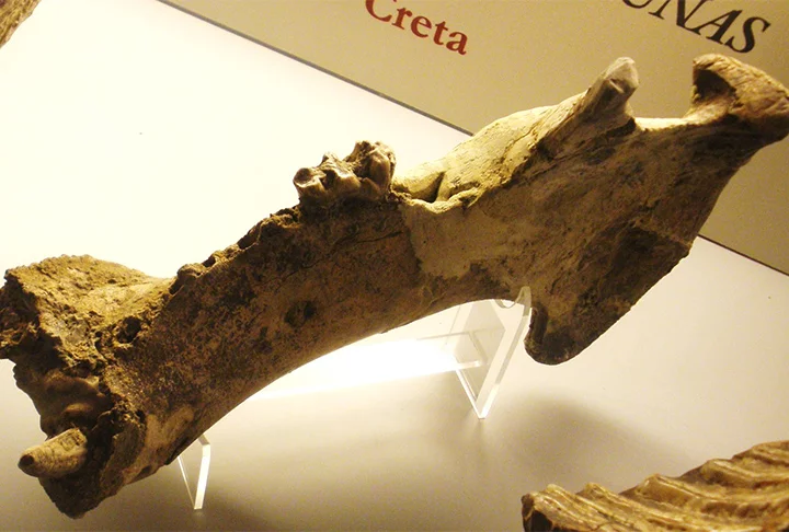 Lyras declarou que a existência dos fósseis de hipopótamos já era conhecida desde o século XVIII, mas ressaltou que esta foi a primeira vez em que escavações científicas foram realizadas para desenterrá-los.