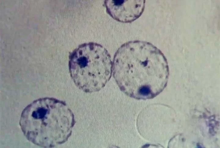 A clonagem de Dolly foi realizada por cientistas do Instituto Rolin, no Reino Unido, a partir da extração de uma célula da glândula mamária de outra ovelha. 
