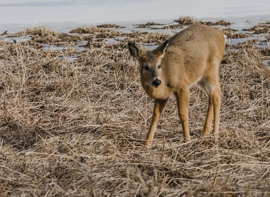 A doença é causada por príons, que provocam mudanças no cérebro e no sistema nervoso dos animais, resultando em sintomas como letargia, perda de peso, dificuldade de locomoção e um olhar vago característico.
