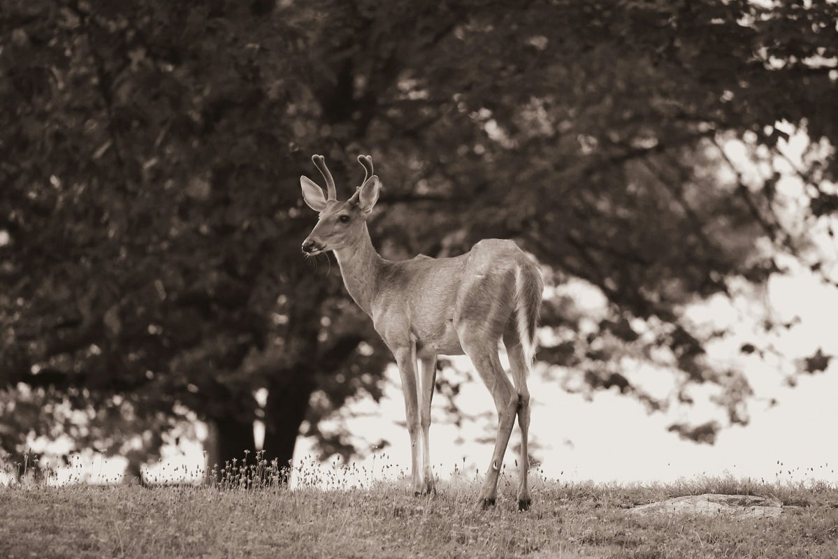 Ainda não há tratamentos ou vacinas para o combate à doença do cervo zumbi. 
