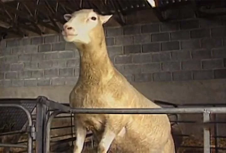 Dolly morreu em 2002, com seis anos e sete meses de idade, depois que os veterinários detectaram uma infecção em seus pulmões. 

