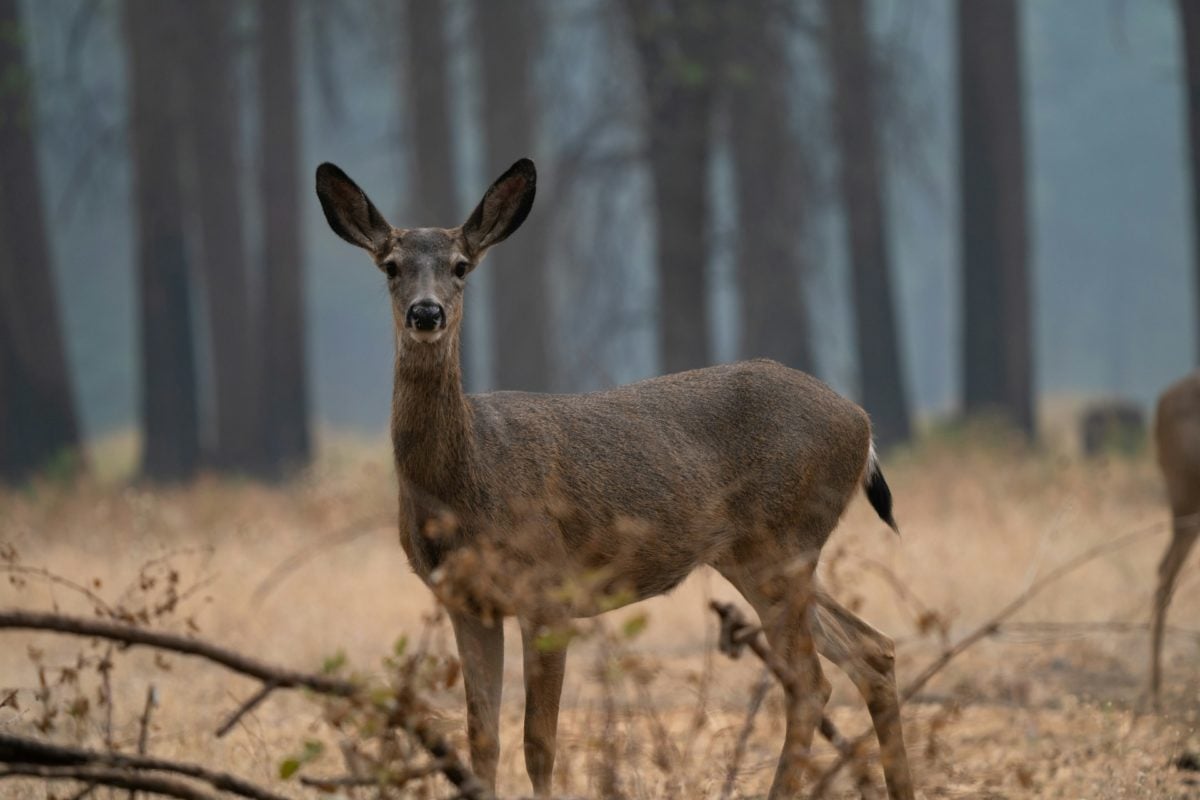 Os efeitos a longo prazo dessa doença em cervos e alces ainda não são plenamente conhecidos.
