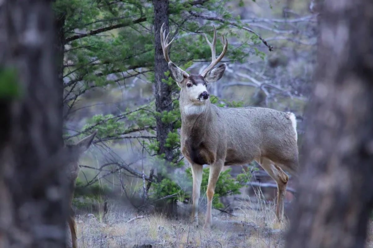 É o parque nacional mais antigo do mundo, estabelecido em 1872, e abriga uma fauna abundante, incluindo ursos pardos e negros, lobos cinzentos, bisões, alces, antílopes e muitos outros. 
