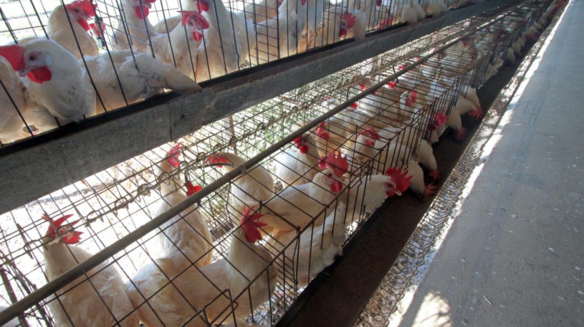 A expectativa do governo é de que após o encerramento do foco da doença em plantel comercial e do reconhecimento da OMSA do Brasil como novamente livre de gripe aviária 