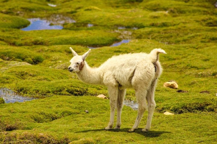 A área ao redor da montanha é rica em biodiversidade, com uma variedade de flora e fauna adaptadas às altas altitudes. 