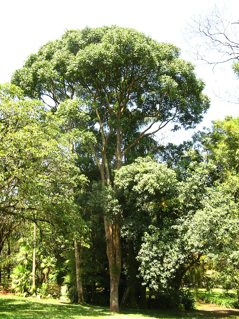 Existe uma canção chamada Jequitibá, composta por José Ramos, sambista da Mangueira, cuja letra diz O jequitibá do samba chegou, Mangueira é uma floresta de sambistas, onde o jequitibá nasceu. Beth Carvalho gravou.
