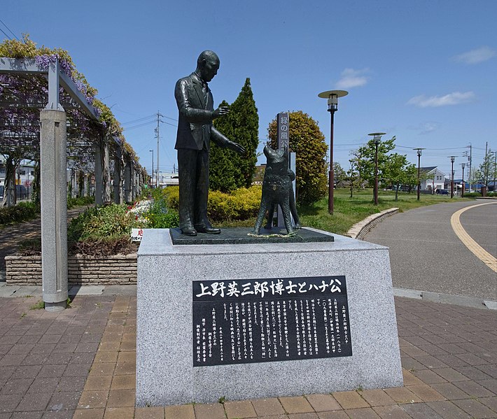 O professor de agricultura Hidesaburo Ueno adotou Hachiko em janeiro de 1924. Nos primeiros meses, o filhotinho da raça Akita Inu precisou ficar sob cuidados veterinários. 