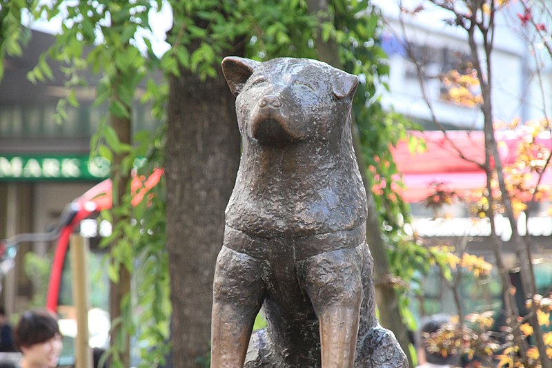 A estátua de Hachiko tornou-se ponto turístico e anualmente é organizada uma celebração fora da estação de Shibuya em memória do animalzinho.