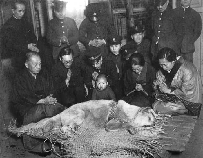 Em 8 de março de 1935, a morte de Hachiko estampou as capas de jornais por todo o Japão, causando comoção. 