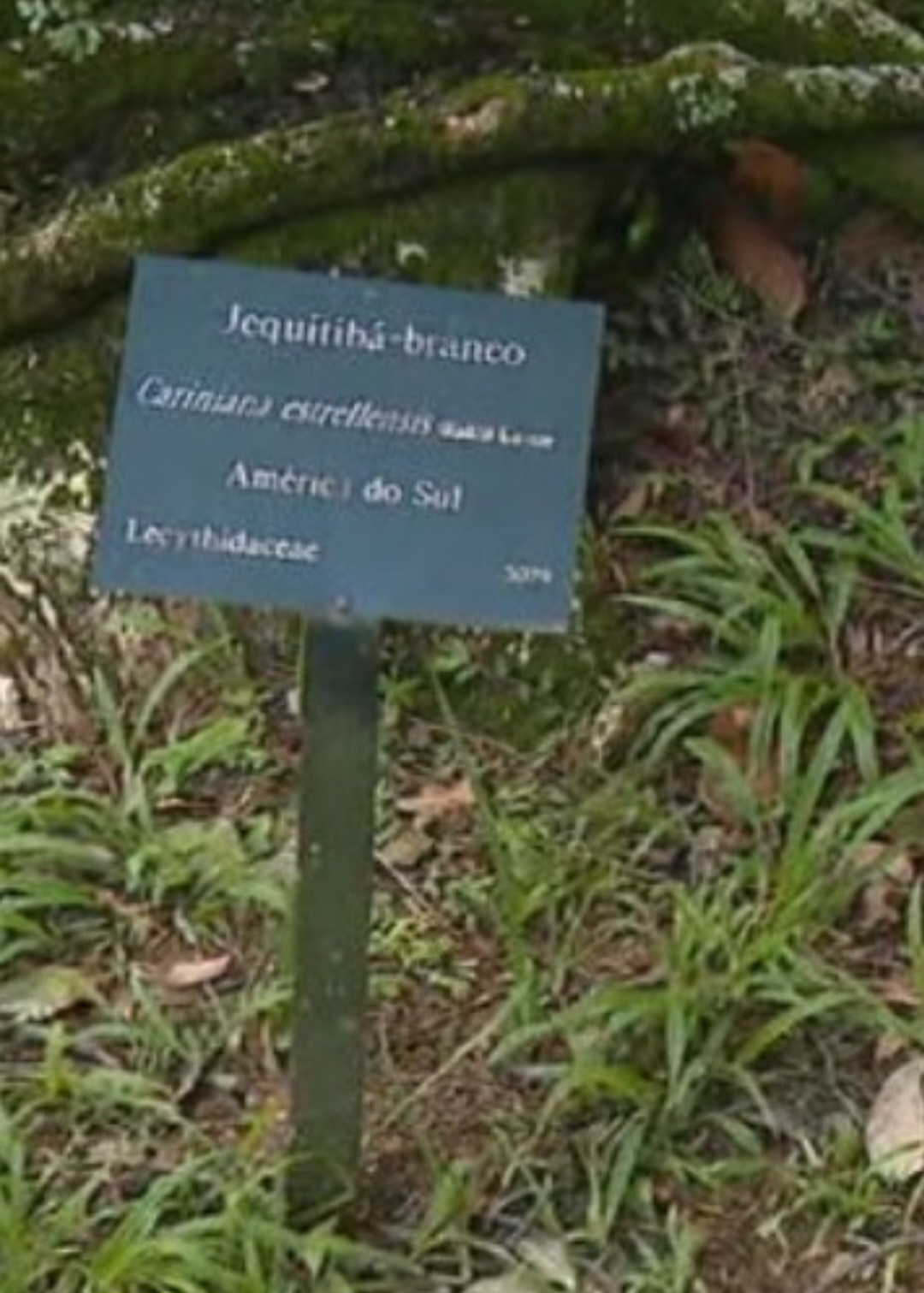 O Jardim Botânico do Rio de Janeiro, na zona sul carioca, chegou a criar um tour por uma trilha na área verde, para destacar a espécie após o lançamento da nova versão da novela.  