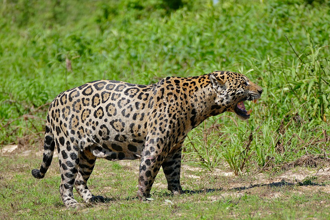A onça-pintada está entre os animais mais velozes do mundo. Ela consegue atingir aé 80 km/h, bem mais do que o leopardo, que faz 58 km/h, mas bem menos queo guepardo - o felino mais veloz do mundo - que alcança 115 km/h. 