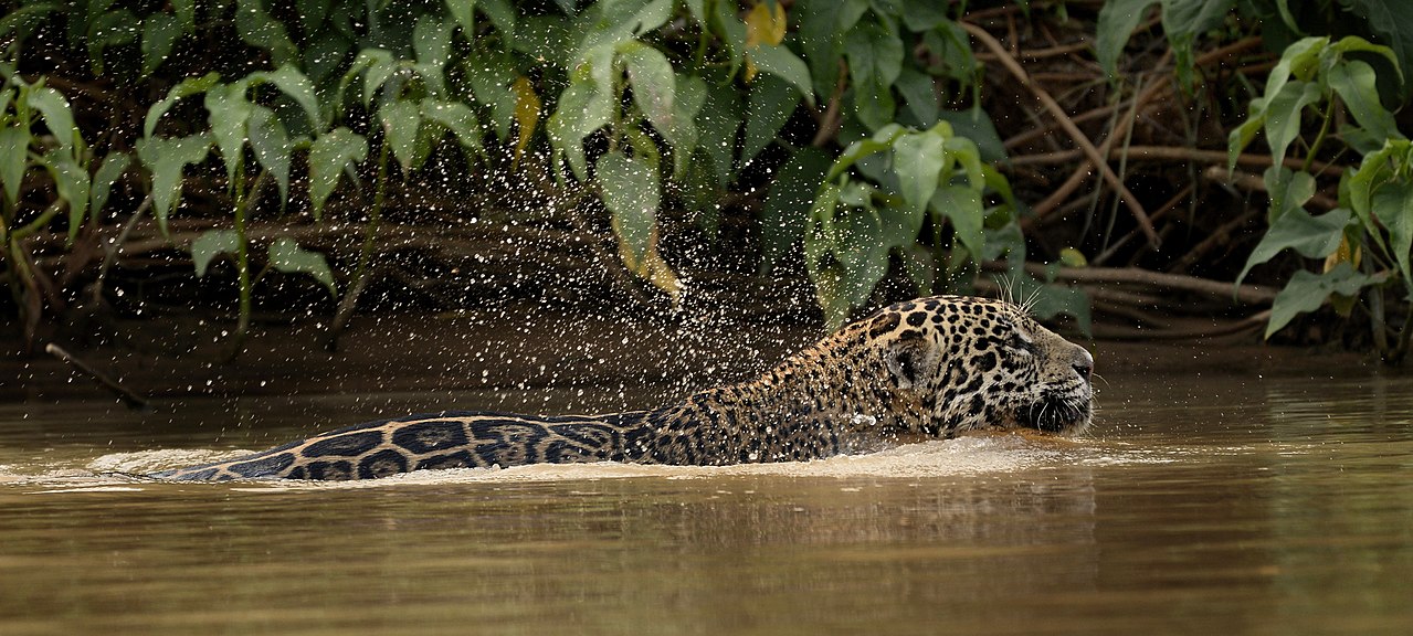 No Brasil, também há onças no Pantanal de Mato Grosso e elas buscam alimentos com frequência na água, se alimentando de peixes e até jacarés. 