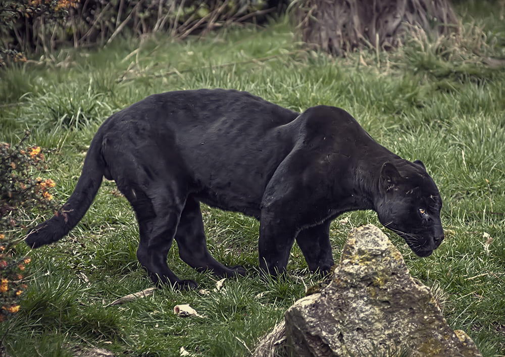 A onça preta é uma onça pintada, só que possuindo muita melanina, o que provoca a tonalidade escura em toda a pele. 
