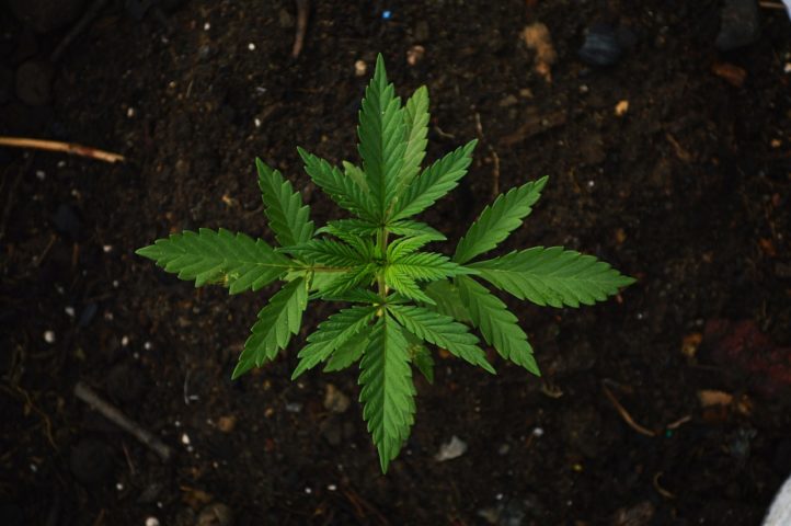 Nesse início de 2024, o parlamento alemão aprovou a legalização parcial da maconha no país para maiores de 18 anos. Conheça outros lugares onde o uso da cannabis é permitido!