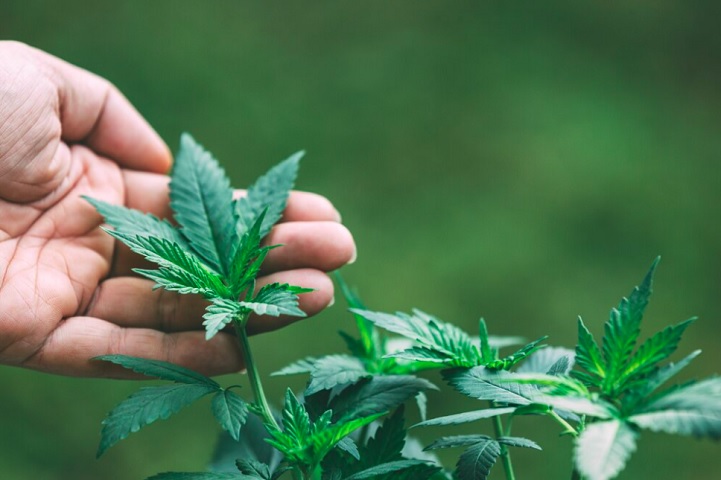 Tailândia: A Tailândia retirou a maconha da lista de drogas proibidas em junho de 2022, permitindo seu cultivo, consumo e comércio. Entretanto, o governo tentou voltar atrás em fevereiro de 2024, anunciando um projeto de lei para proibir novamente o uso recreativo da planta.