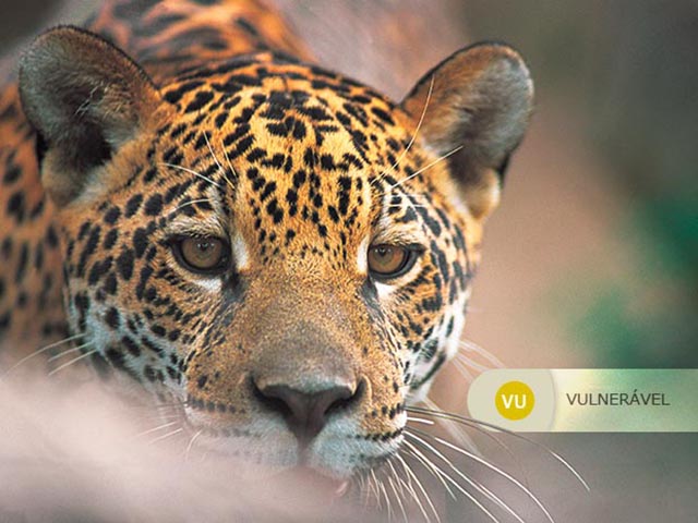 A onça-pintada é encontrada desde o sul dos Estados Unidos até o Norte da Argentina. Mas já está extinta em certas regiões do continente.  