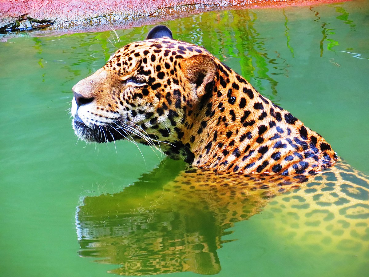 Geralmente a onça-pintada prefere ambientes próximos da água. O felino, inclusive, nada bem. 