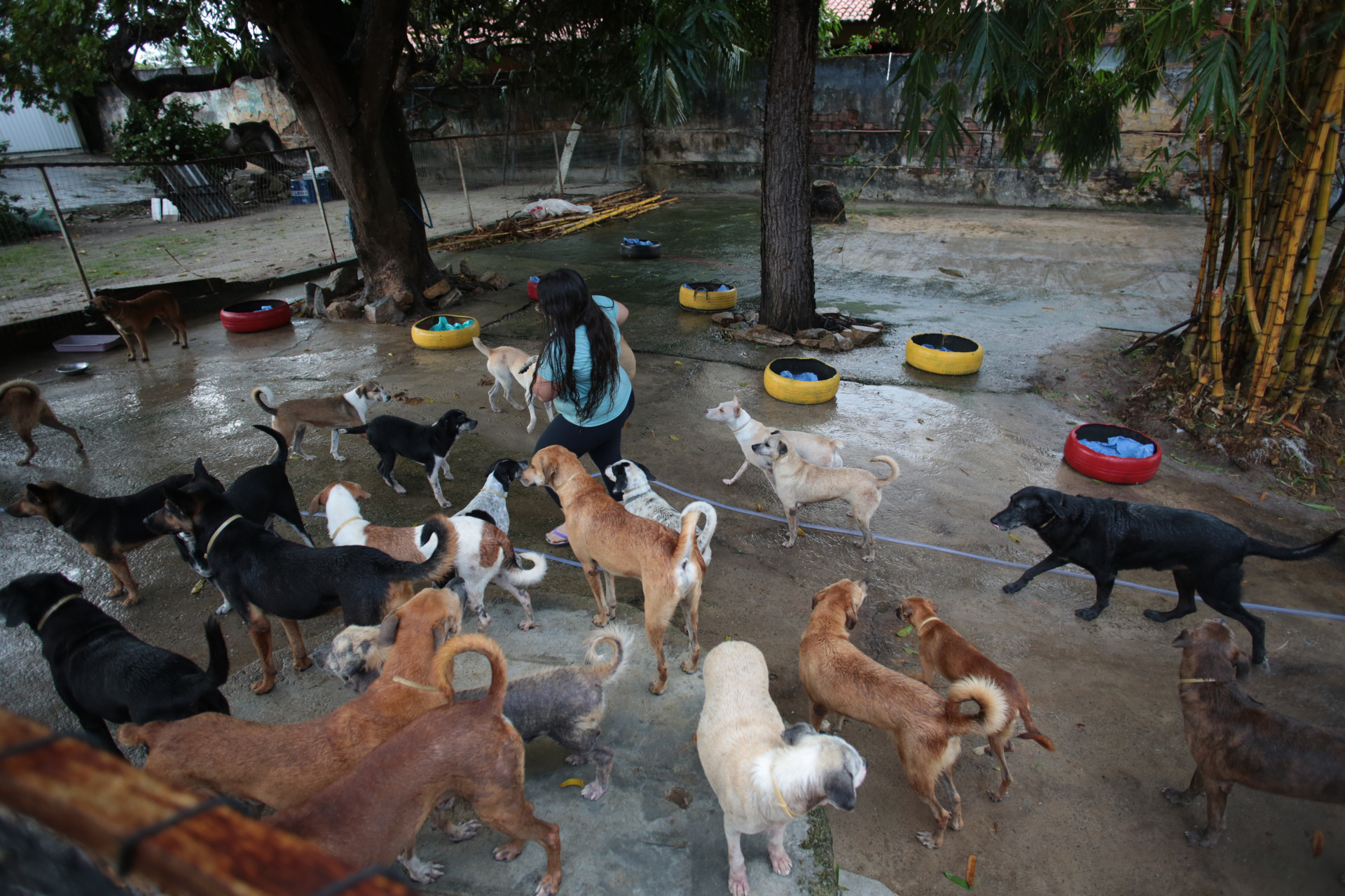 FORTALEZA-CE, BRASIL, 10-07-2024: Pet Ceará Móvel inicia atendimento gratuito em abrigos de Fortaleza.  (Foto: Fabio Lima/ OPOVO)