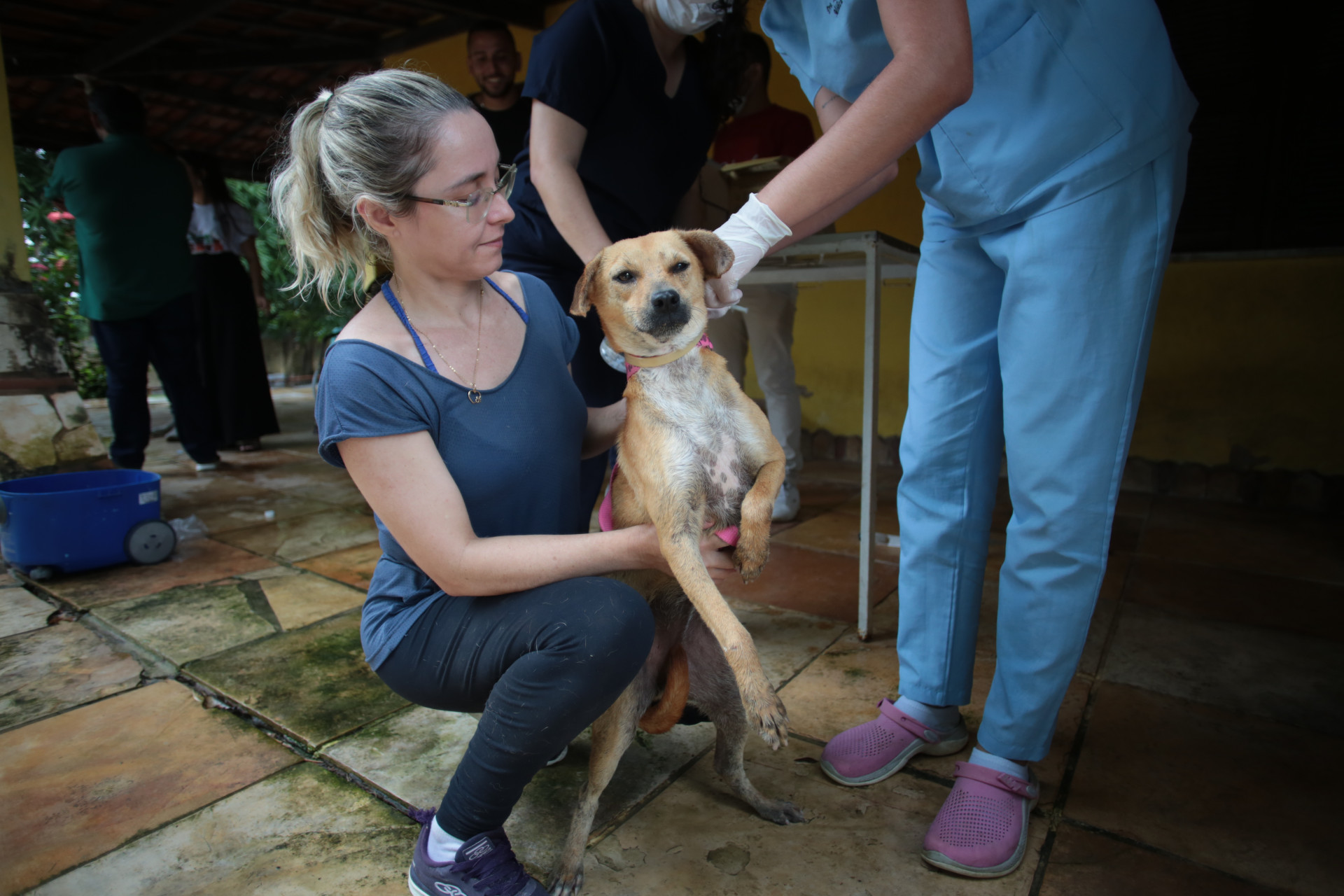 FORTALEZA-CE, BRASIL, 10-07-2024: Pet Ceará Móvel inicia atendimento gratuito em abrigos de Fortaleza.  (Foto: Fabio Lima/ OPOVO)