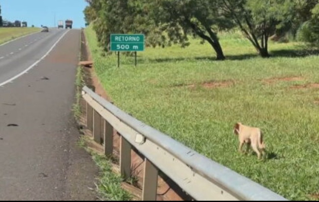O Cempas é uma unidade de proteção de animais silvestres que recebe e oferece tratamento a bichos recolhidos por autoridades ambientais ou de segurança. Há animais que são achados feridos em estradas, por exemplo. Outros são resgatados em operações policiais contra o tráfico de espécies. 