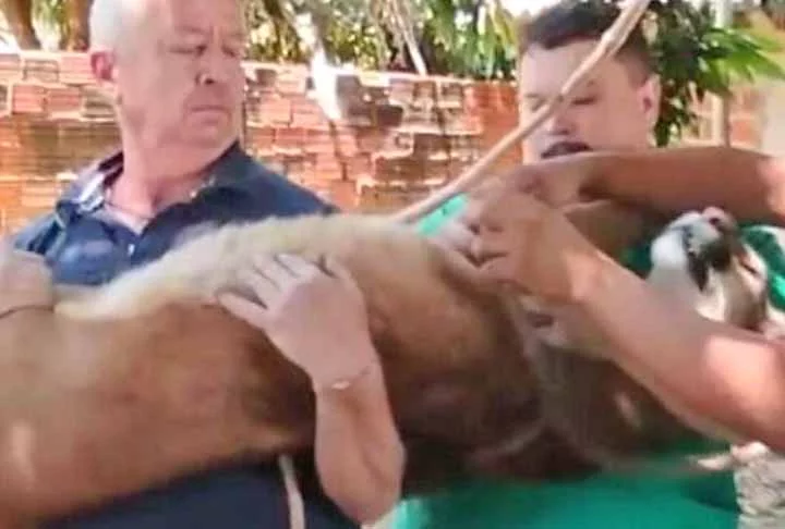 Bombeiros, veterinários e uma equipe do Insittuto Água e Terra foram chamados para fazer o resgate. E tiveram que dopar o animal.