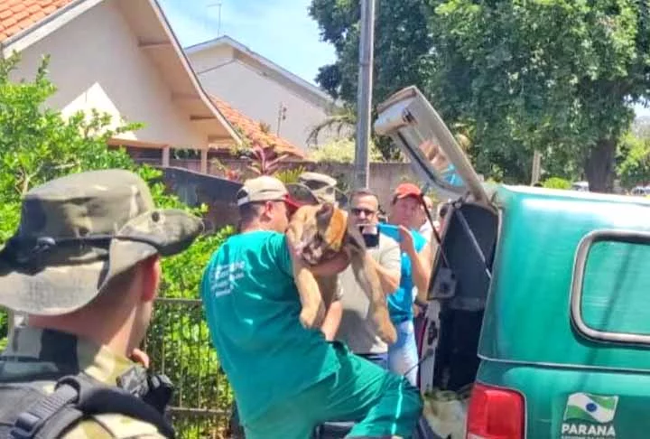 A onça-parda era um macho de 45 kg , 1,87m de comprimento e 50 cm de largura. Ela foi levada para uma reserva natural. Mas os moradores ficaram preocupados, pois a região tem um corredor ecológico onde vivem animais selvagens. 