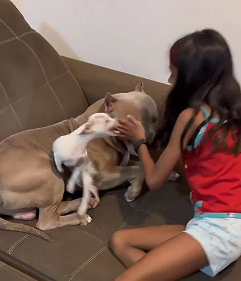 Paçoca chega a latir e mostrar os dentes para a tutora, mostrando contrariedade à relação entre ela e o pacífico pitbull.
