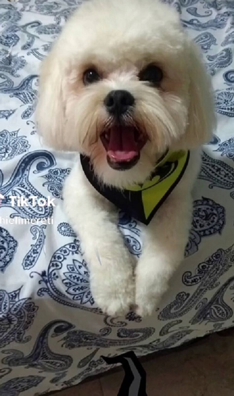 Já o pai - um cão da raça lhasa apso - construiu sua fama com uma pelagem longa e sempre elegante.