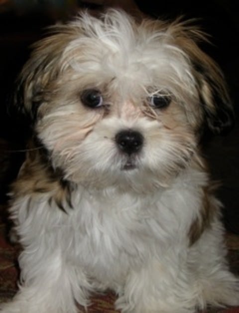 Um dia, um Maltês cruzou com um Shih-tzu, dois campeões de popularidade, e deram origem no simpático Malshi, de pequeno porte, temperamento dócil e ativo.