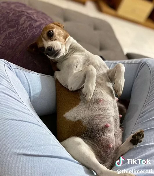 A história ainda fica mais curiosa por causa das características diferentes dos pais. A pinscher, por exemplo, é conhecida por uma personalidade destemida e um tamanho compacto. 