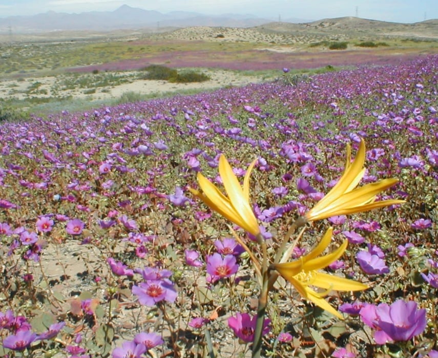 Cientistas investigam o surgimento de flores no Deserto do Atacama, no Chile, bem antes da época normal. Chuvas que caíram em abril, somadas à nebulosidade, podem ter causado alterações dando origem ao fenômeno.    