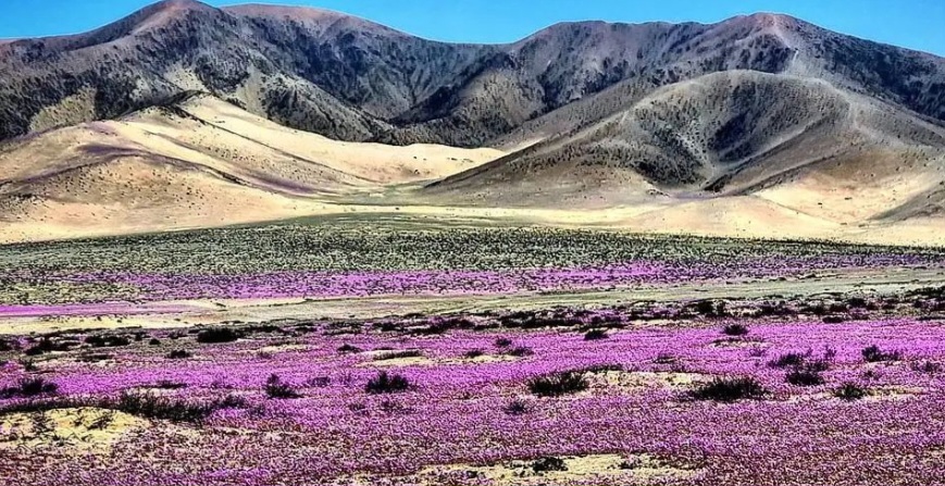 Geralmente,  o chamado Deserto Florido ocorre  em setembro, na primavera, e se estende por 15 mil km². As flores que surgiram agora apareceram numa área de 300 a 400 km².