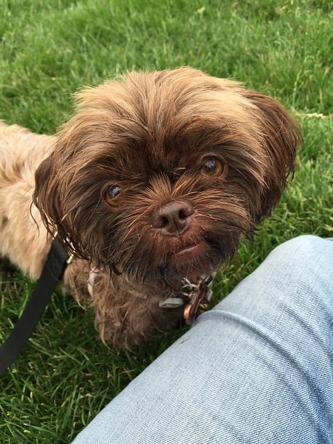 Outra fofura é o Shorkie, fruto dos pais Yorkshire e Shih-tzu, que tem o corpinho atarracado, focinho achatado e a pelagem típica do York.