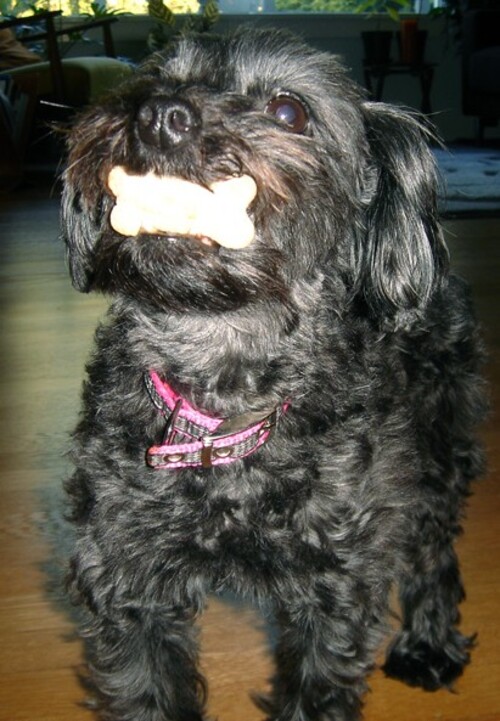 E, quando um Poodle cruzou com um Yorkshire, o resultado foi um Yorkiepoo, também com pelagem hipoalergênica, de pequeno porte, muito inteligente, brincalhão e bastante curioso.