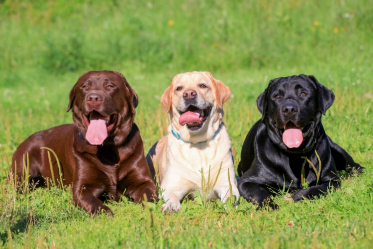 O labrador retriever é uma das raças de cachorro mais populares do mundo (Imagem: Rosa Jay | Shutterstock)