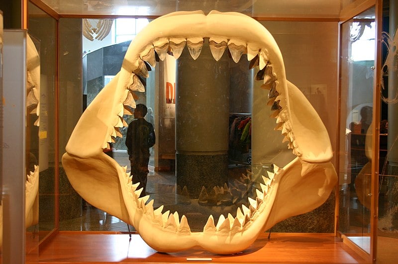 Desde a primeira metade do século XIX a ciência sabe que a criatura monumental existiu graças ao achado dos dentes triangulares fossilizados. Em grego arcaico, megalodonte significa “dente grande”.