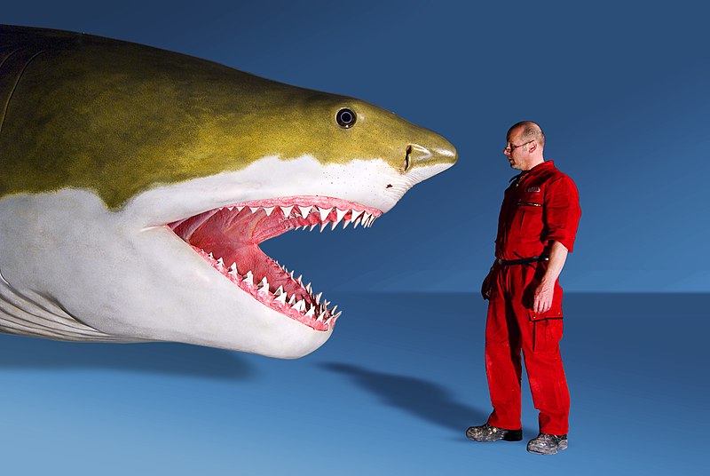 Ele foi um tubarão pré-histórico que habitou os mares e amedrontou outras criaturas marinhas por volta de 20 milhões de anos atrás.