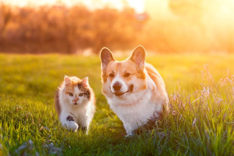 Os cães e os gatos também podem adquirir doenças que colocam sua saúde em risco (Imagem: Bachkova Natalia | Shutterstock) 