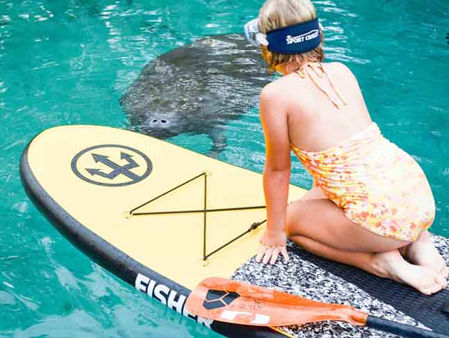 O peixe-boi é um animal solitário, mede até 4 metros, pode pesar 800 quilos, e, de acordo com os biólogos, corre risco de extinção. 