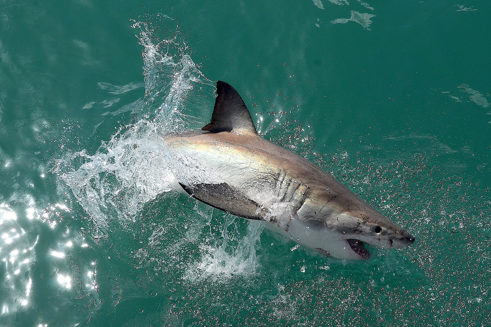 Tubarões estão entre os animais que causam maior temor em ambiente marítimo. São predadores vorazes e astutos. No Brasil também existe preocupação com risco de ataques. Veja só. 