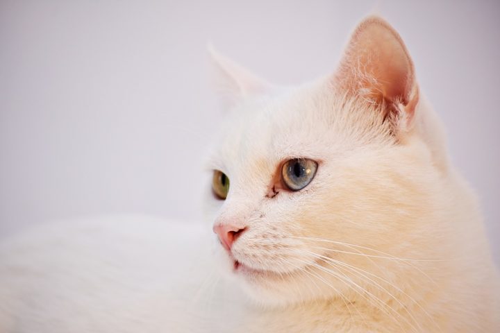 Os gatos angorá têm a pelagem longa e sedosa, com predominância do branco e do alaranjado. Eles têm  orelhas pontiagudas e corpo elegante. Nativos da Turquia, vivem de 12 a 18 anos.
