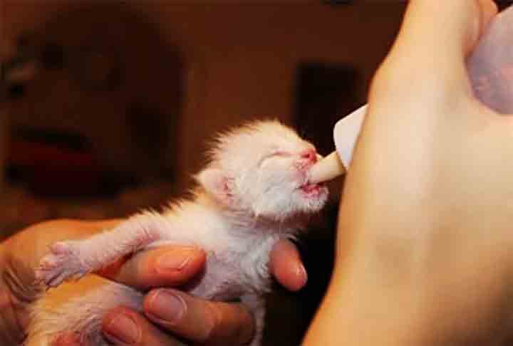 Ela pôde salvá-lo porque ouviu um ruído baixinho. Achei que era passarinho, disse. A primeira providência foi alimentar o bichinho, que estava com fome. Ele também tinha as patas queimadas pelo sol e pelo asfalto quente. 