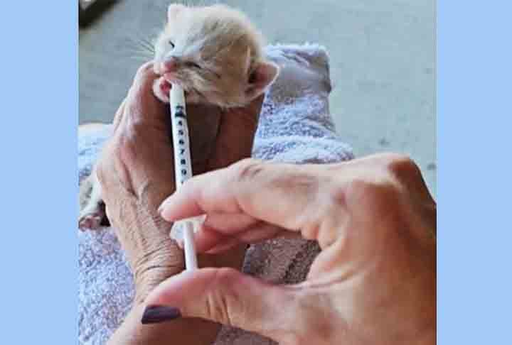 O gato era tão pequeno que a alimentação foi feita com uso de uma seringa. A mulher o chamou de Bisquick e decidiu ficar com ele, que já é sucesso na família (que já tem um cachorro de estimação). 
